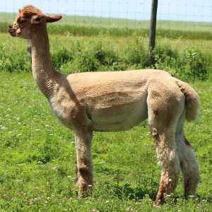Tickets for Sit. Breathe. Alpacas.