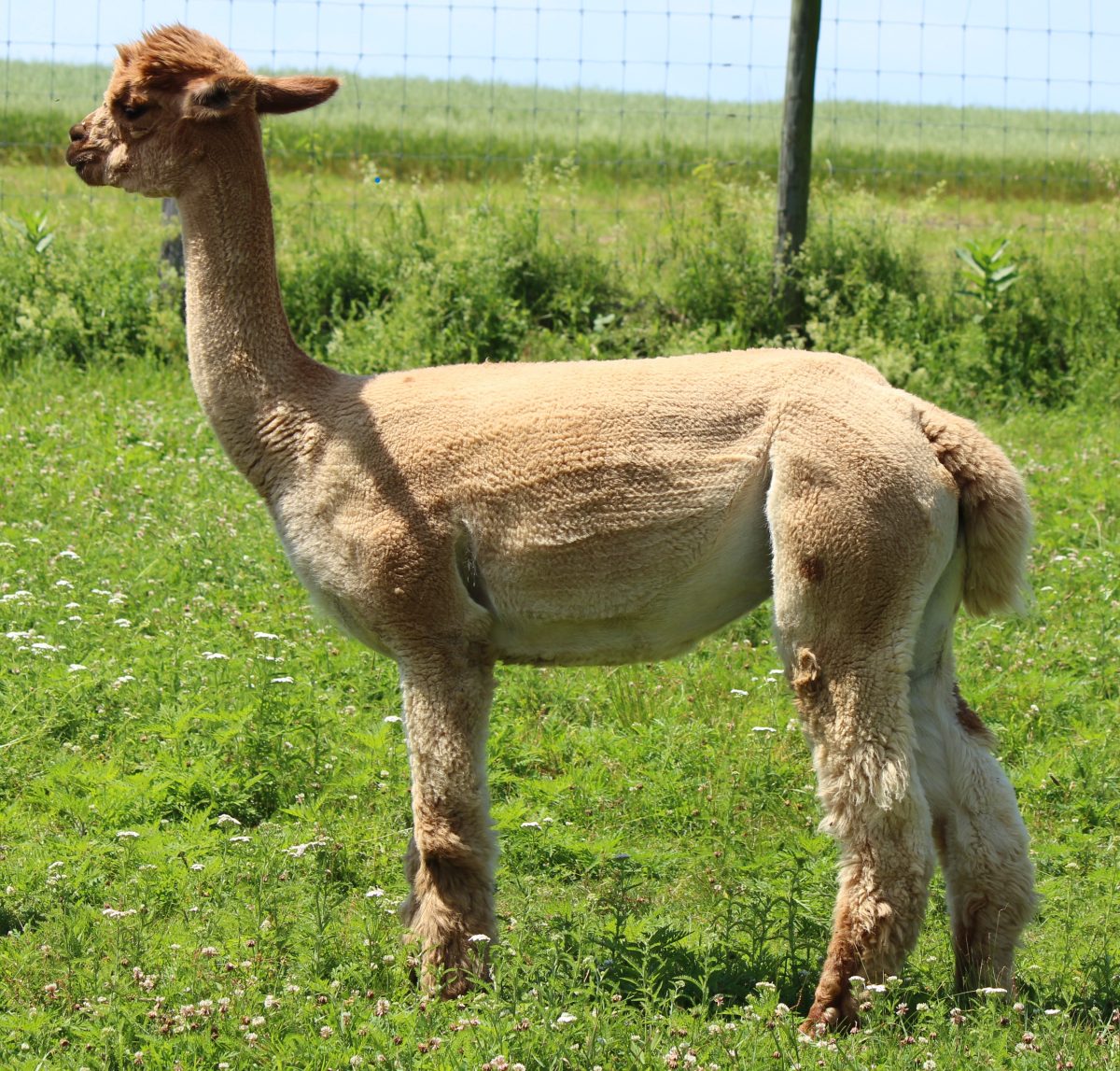 Tickets: Sit. Breathe. Alpacas.